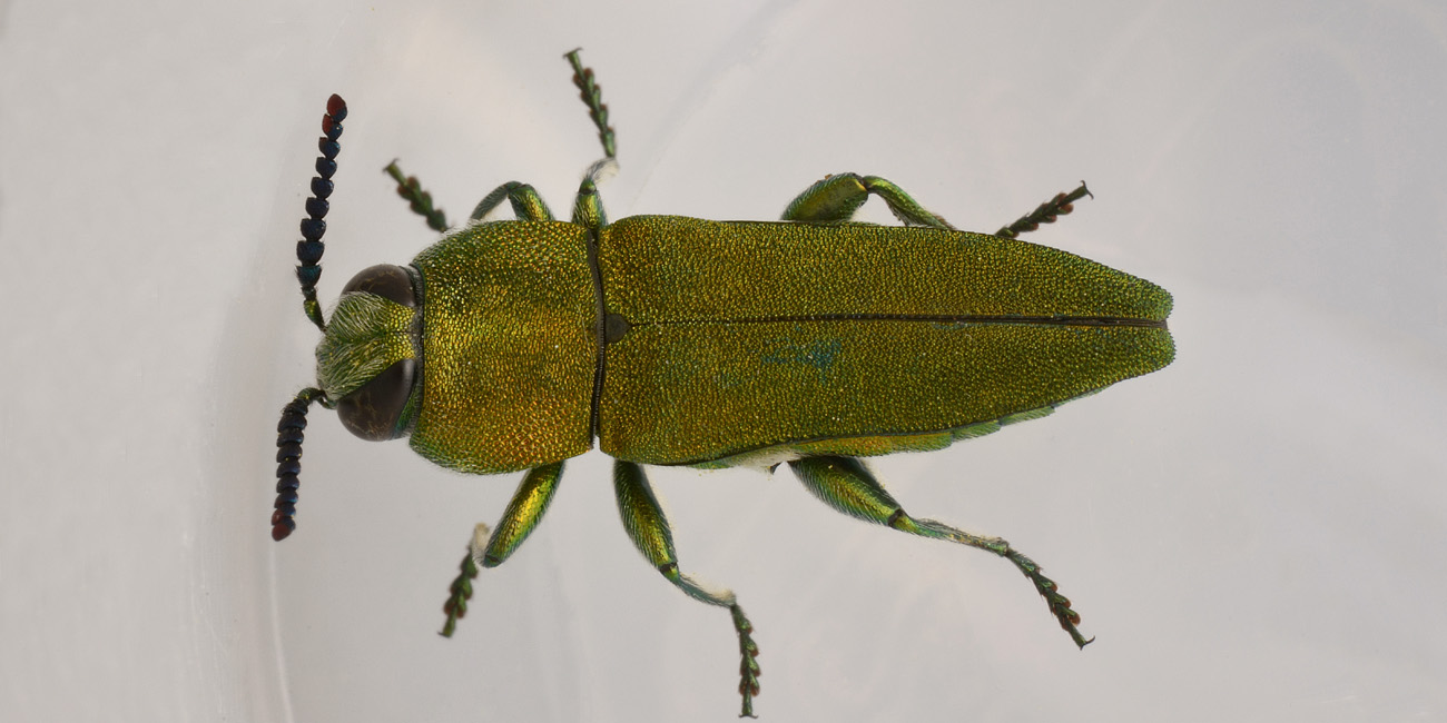 Buprestidae, Anthaxia hungarica